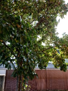 xiaomi mi max 3 - scatto 2