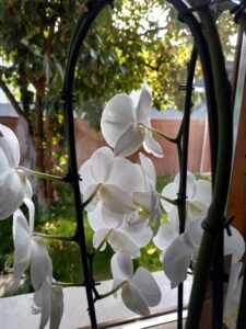 xiaomi mi max 3 - scatto 3