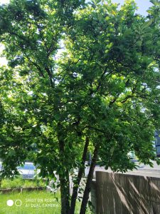 foto scattata da xiaomi redmi 7 - albero