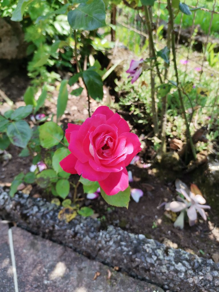 Huawei P40 Lite - scatto 8 macro