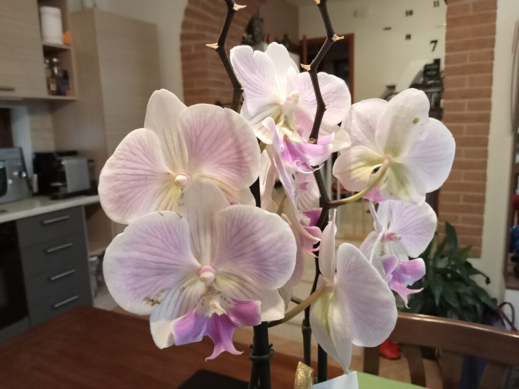 foto scattata con oppo a16s - fiori