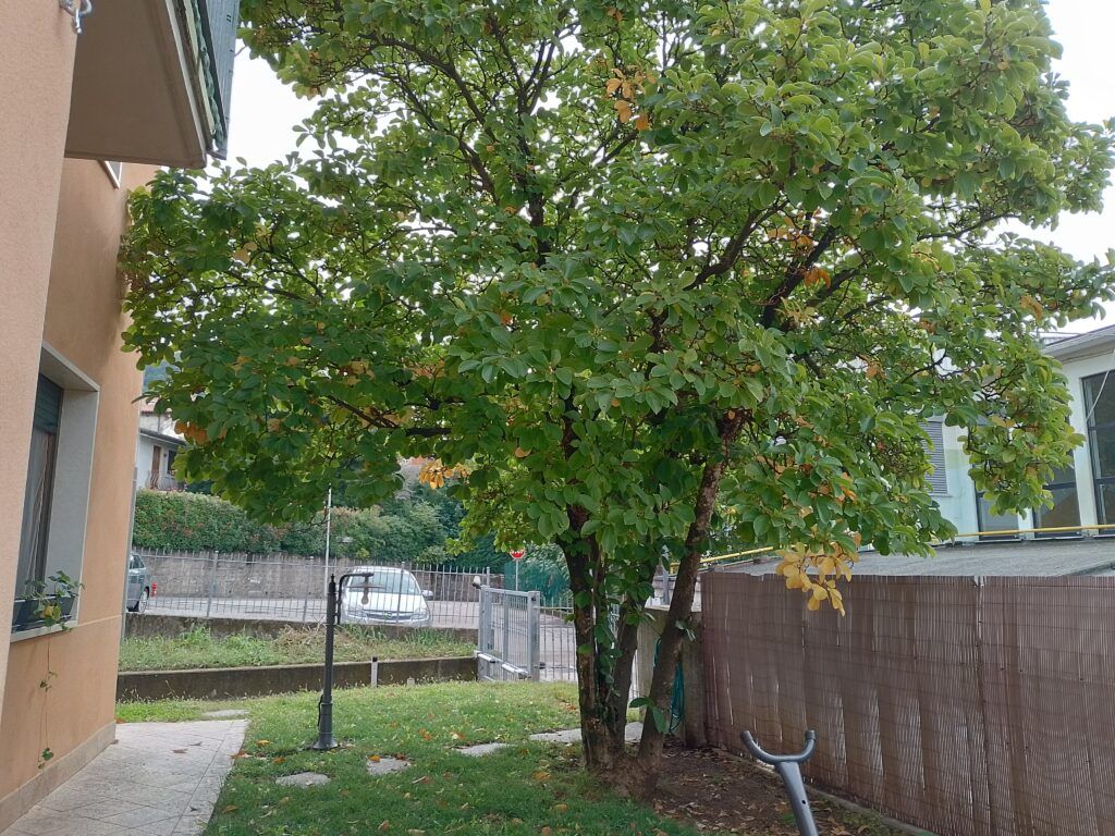 foto scattate con Realme C33
