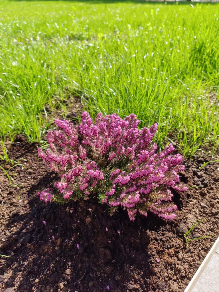 foto scattate con realme 16 Pro