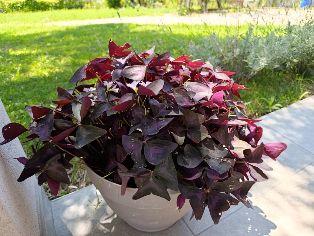 foto scattate con Redmi Note 15 Pro - giorno 3